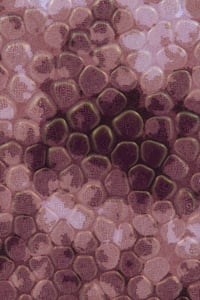 Vitreous #26 thumbnail