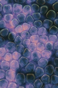 Vitreous #111 thumbnail