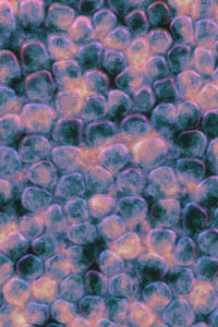 Vitreous #48 thumbnail