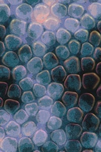Vitreous #23 thumbnail