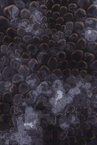Vitreous #85 thumbnail