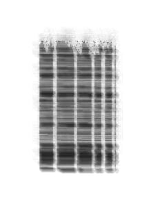 Cuneiform #127 thumbnail