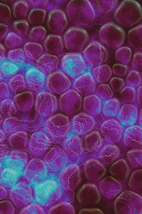 Vitreous #77 thumbnail