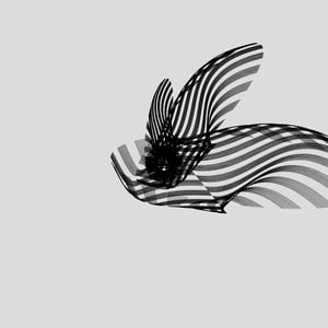 ANATOMY of a rabbit but bird #26 thumbnail