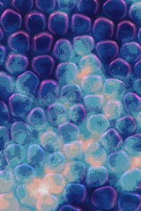 Vitreous #95 thumbnail
