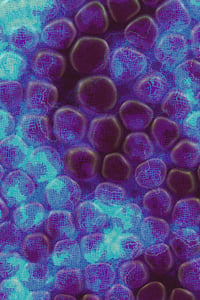 Vitreous #30 thumbnail