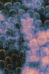 Vitreous #81 thumbnail