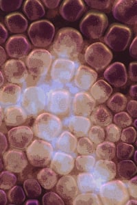 Vitreous #127 thumbnail