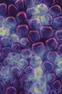Vitreous #42 thumbnail
