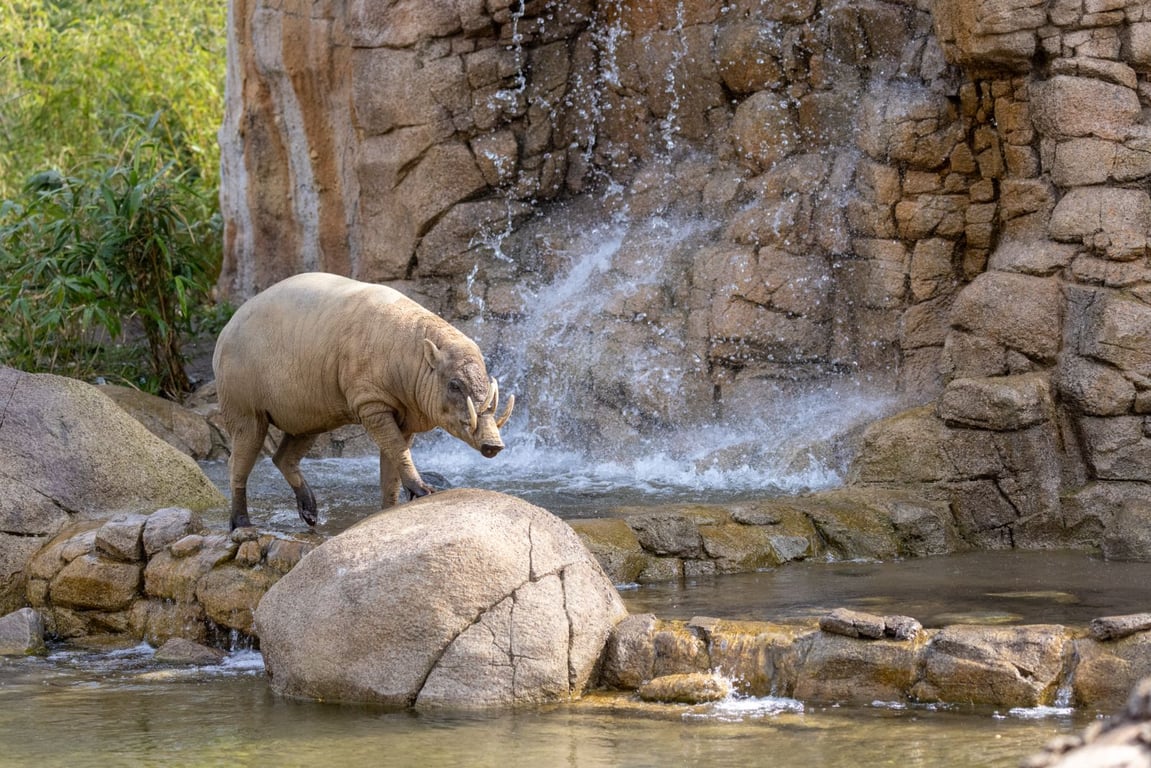 Tierpark Berlin - Friedrichsfelde Zoo