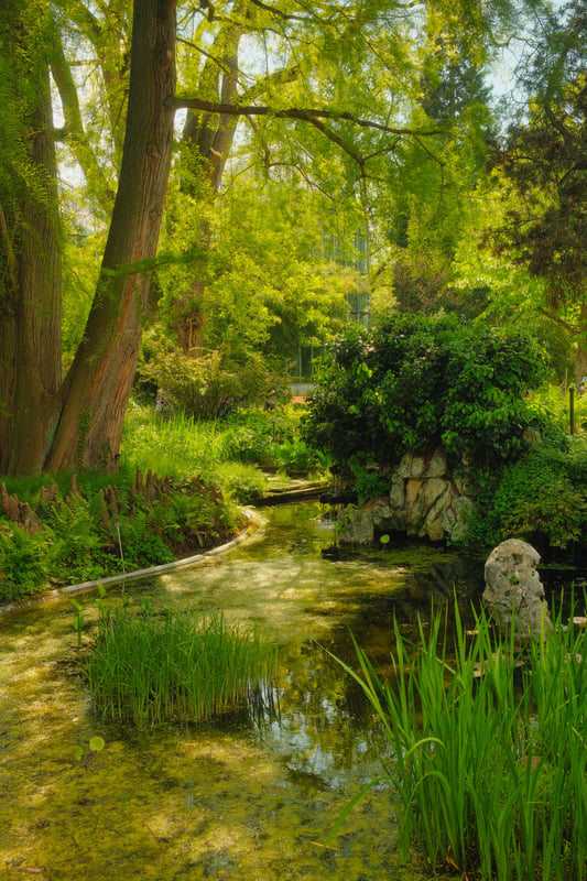 Pond. Botanical Garden of the University of Basel, Basel, Switzerland, 3:12 PM, Wednesday, 1 May 2024. Fujifilm X100VI, flash off, f/5.6 at 1/340 at Auto ISO 500. Bright Summer + Luminar Neo.