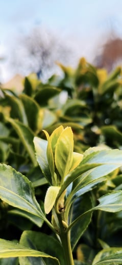 Japanese Spindletree