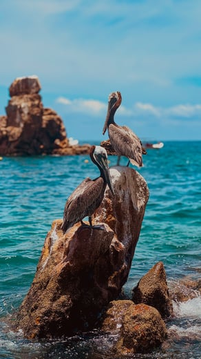 Cabo Brown Pelicans
