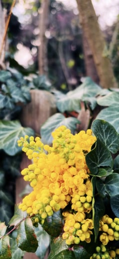 Oregon Grape