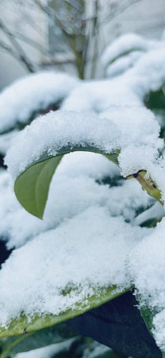 Cold Bloom