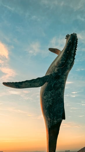 La Paz Whale
