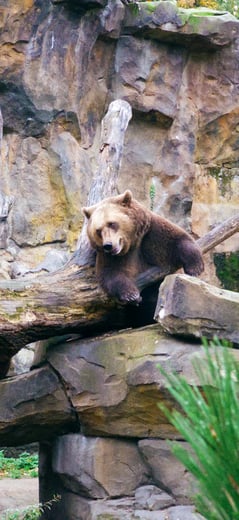 Grizzly Bear