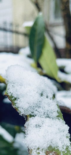Nature's Reach