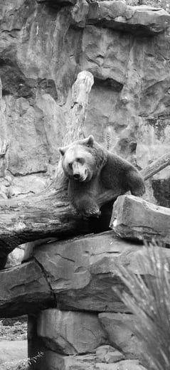 Grizzly Bear monochrome