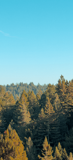 Occidental Trees