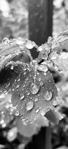 Dew (Mono)