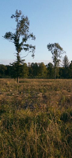 Lonely Forest