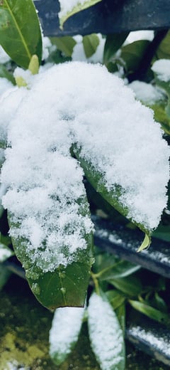 Winter's Mask