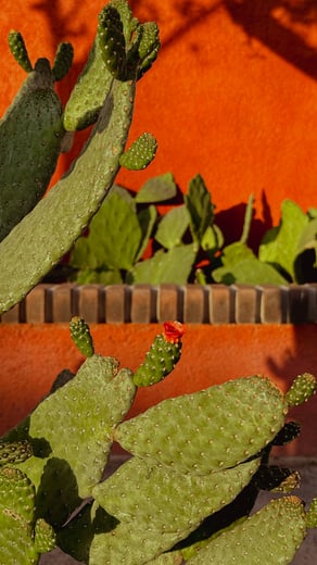 Cactus Marea