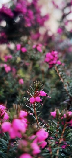 Winter Heath