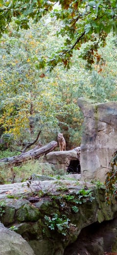 Grey wolf