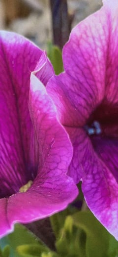 Petunia 1