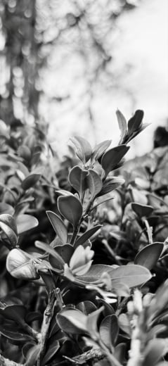 Botanica 2