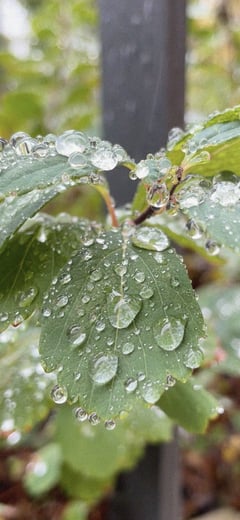 Dew