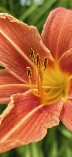 Daylily