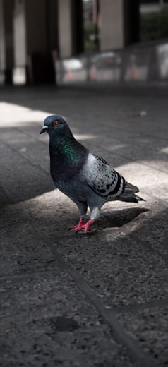pigeon