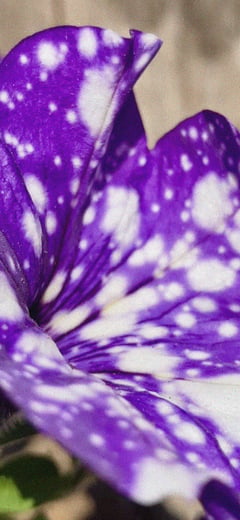 Petunia 2