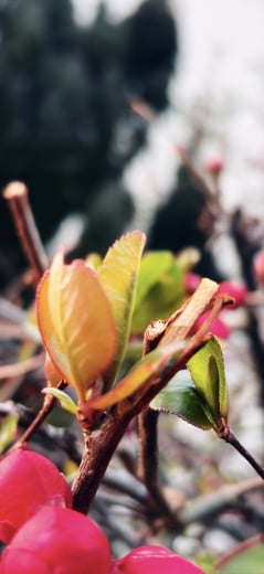Flowering Quince