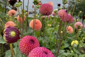 gallery 5-1 img 0606