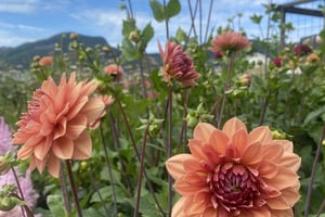 gallery 5-9 img 4009