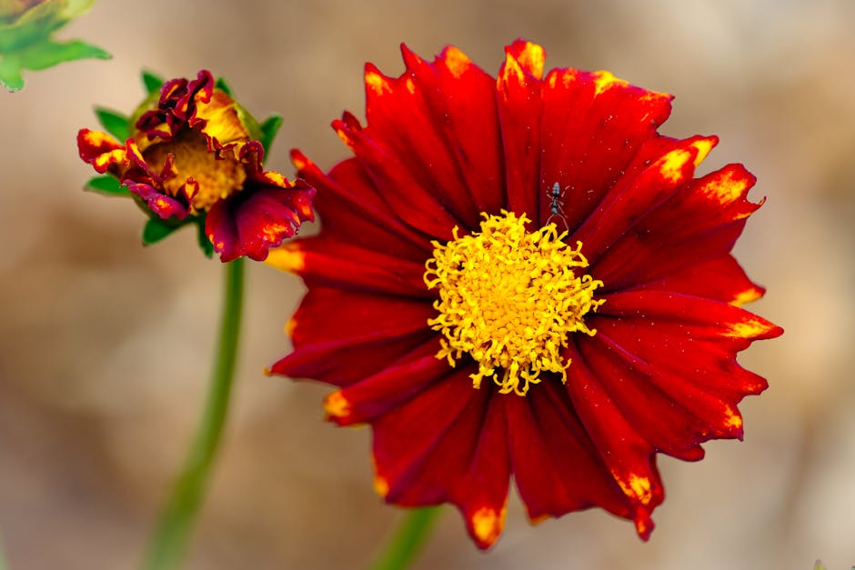 Close-up of a vibrant red Coreopsis blossom with yellow center and ant, showcasing nature's contrast.