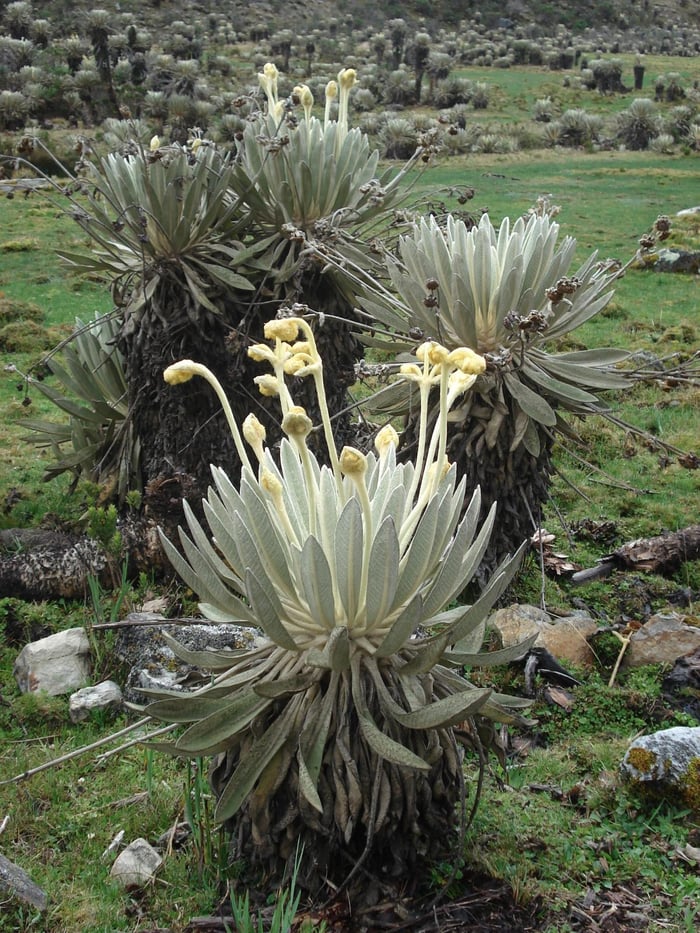 Frailejón venezolana