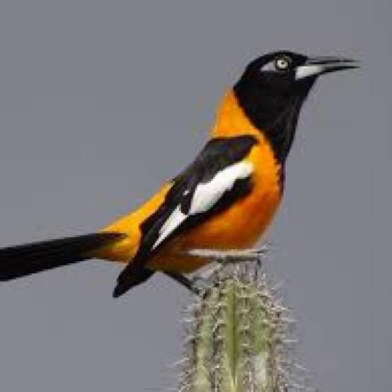 Turpial y símbolos patrios