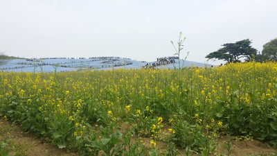 国営ひたち海浜公園