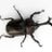 カブトムシやクワガタを子供と一緒に捕まえたい