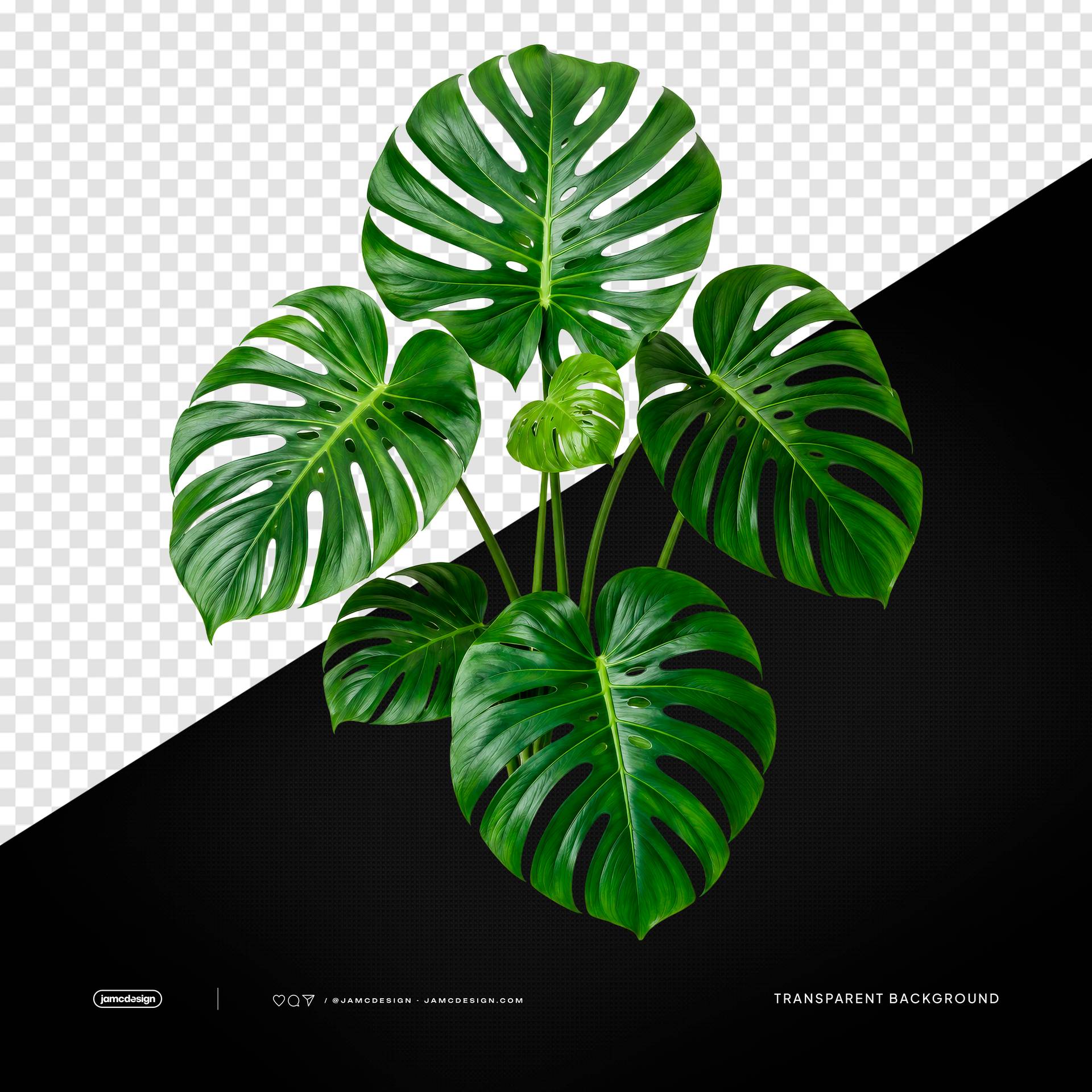 Monstera Tropical Leaves PNG Transparent Background