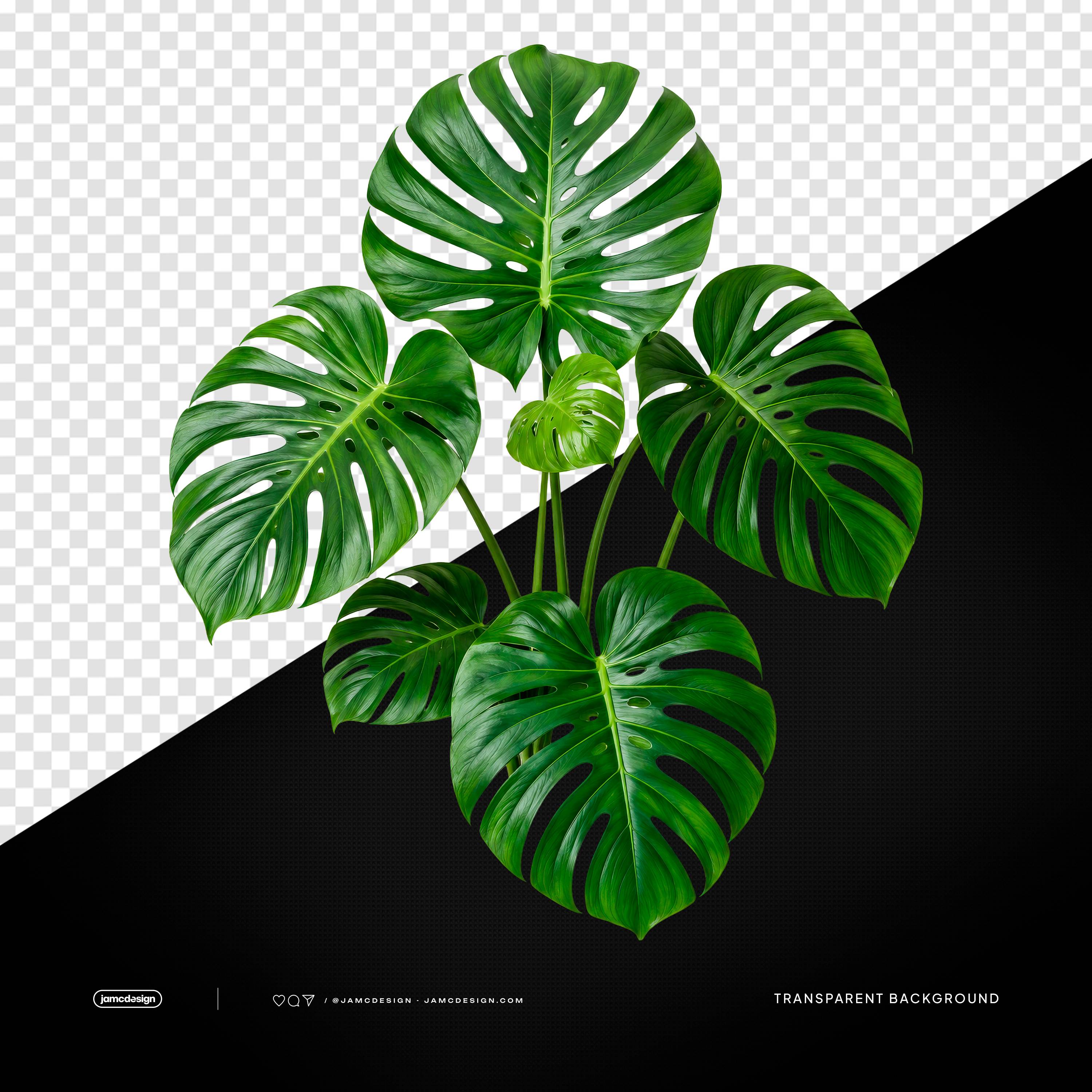 Monstera Tropical Leaves PNG Transparent Background