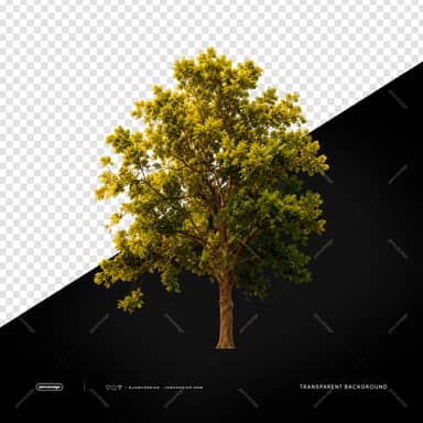 Lush Green Tree With Full Crown Golden Foliage PNG Transparent