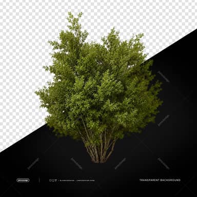 Arbusto Tropical Verde Transparent Background