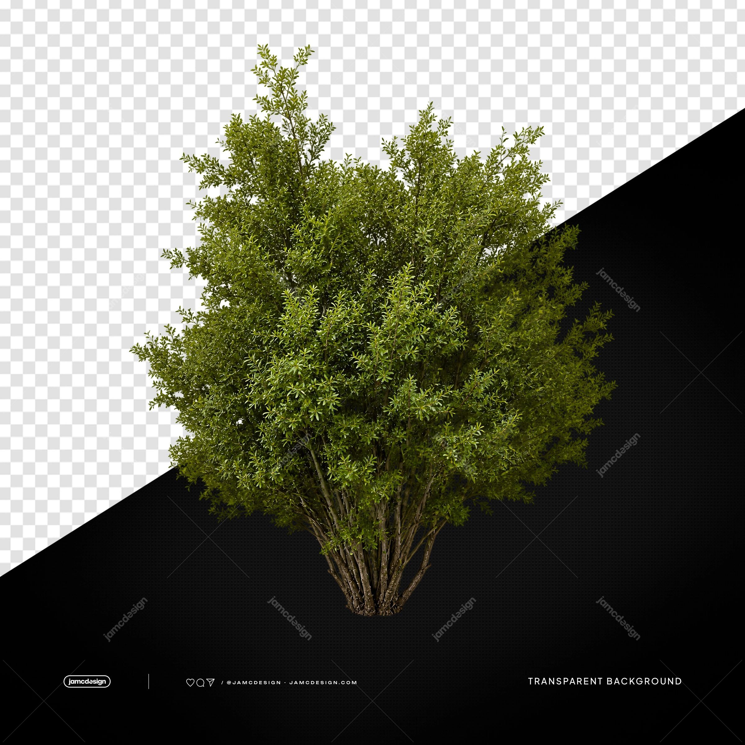 Tropical Green Bush Transparent Background