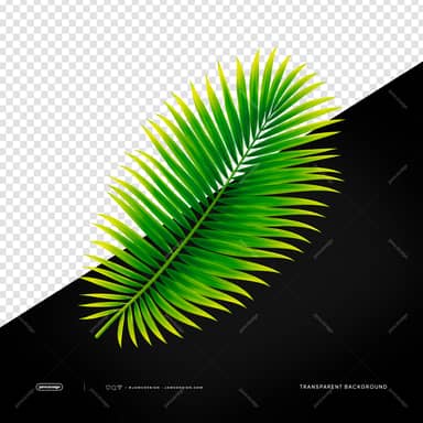 Tropical Green Palm Leaf Luminous Frond Foliage Transparent PNG